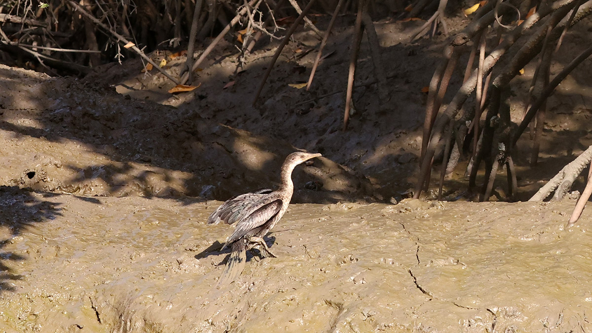Long-tailed Cormorant